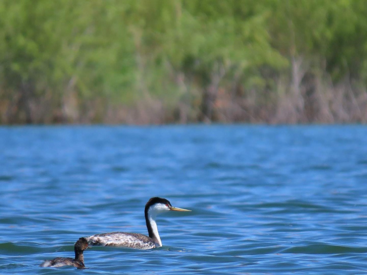 Clark's Grebe - ML634605404