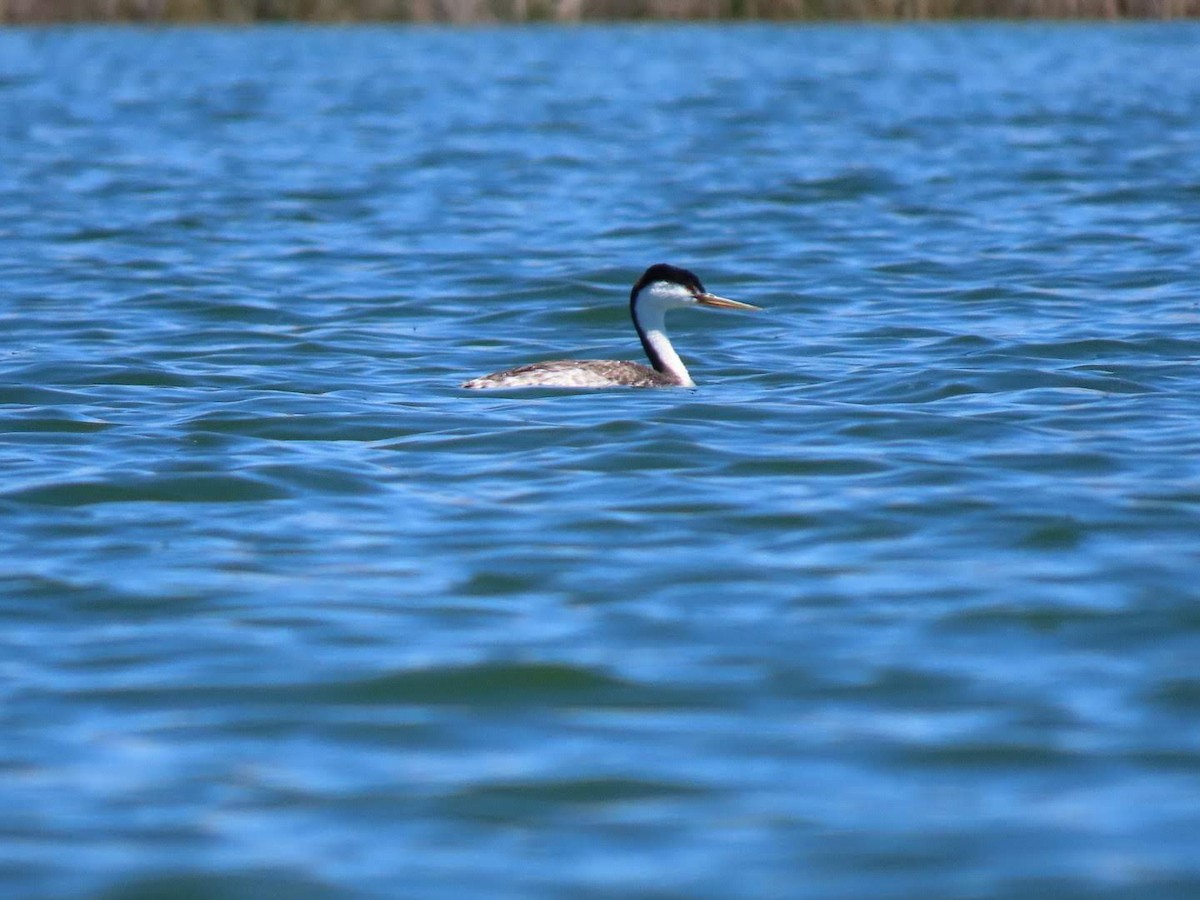Clark's Grebe - ML634605405