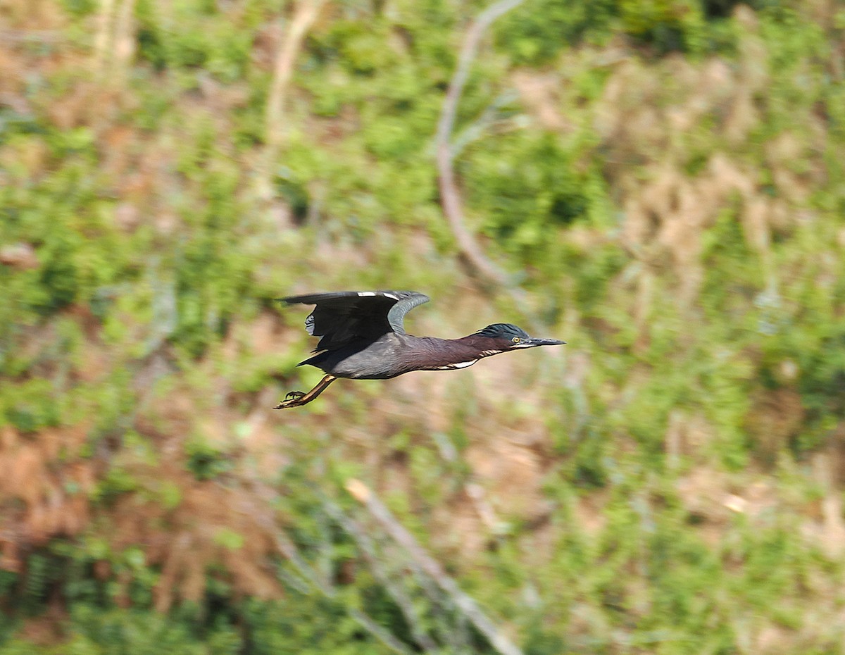 Green Heron - ML634605458