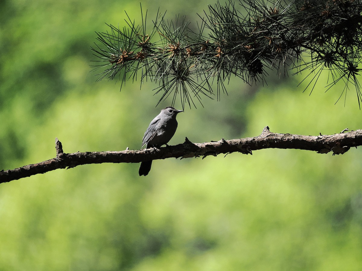 Gray Catbird - ML634605678