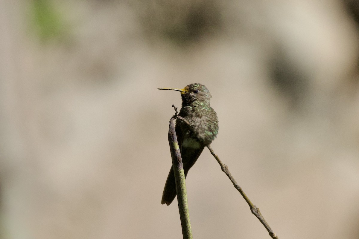 Bronze-tailed Comet - ML634605836