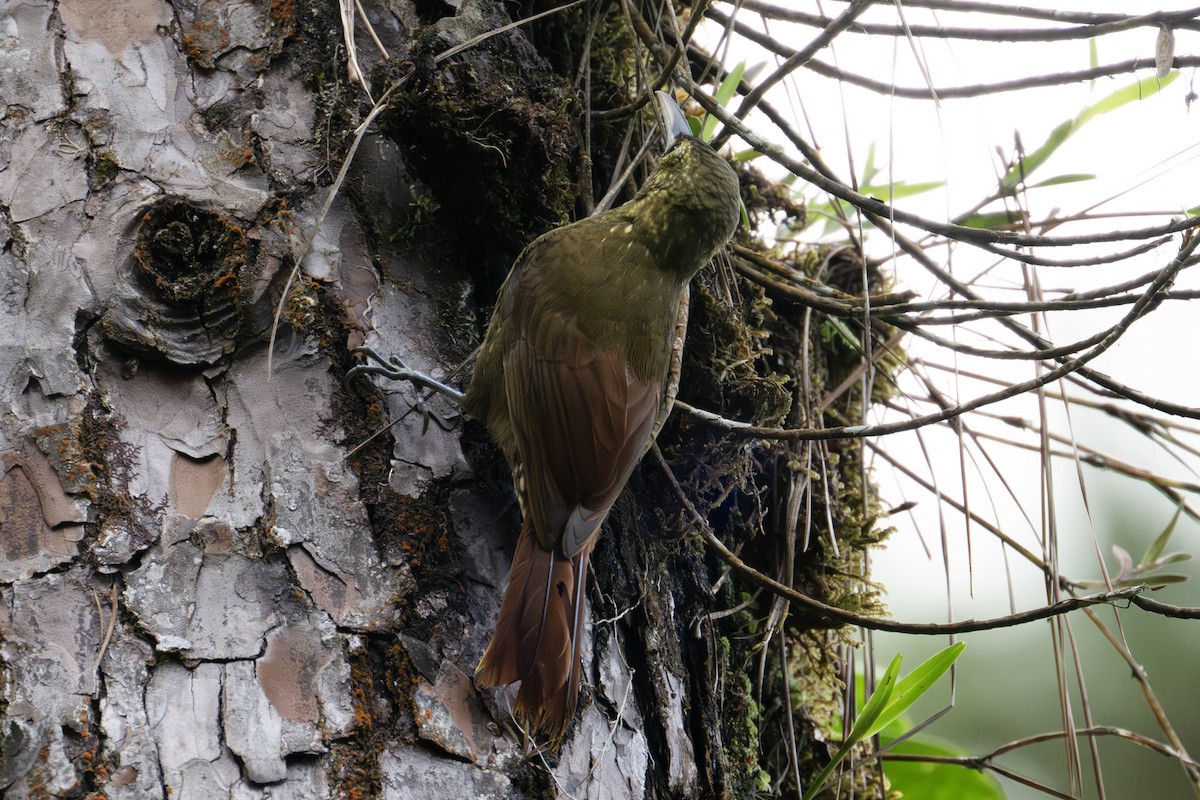 Spotted Woodcreeper - ML634605963