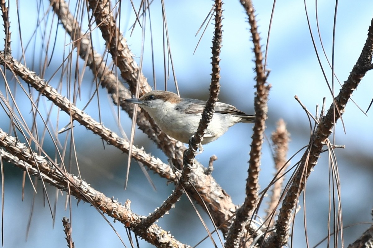 Brown-headed Nuthatch - ML634606015