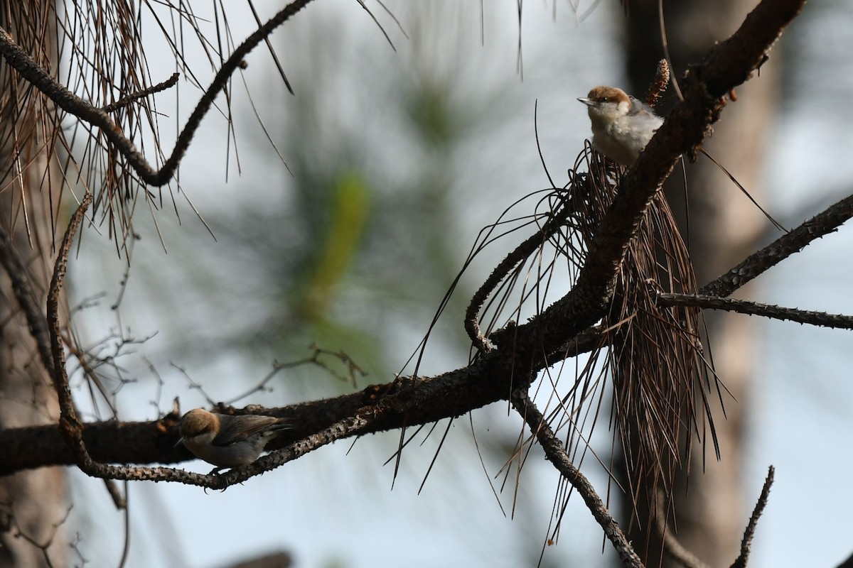 Brown-headed Nuthatch - ML634606021
