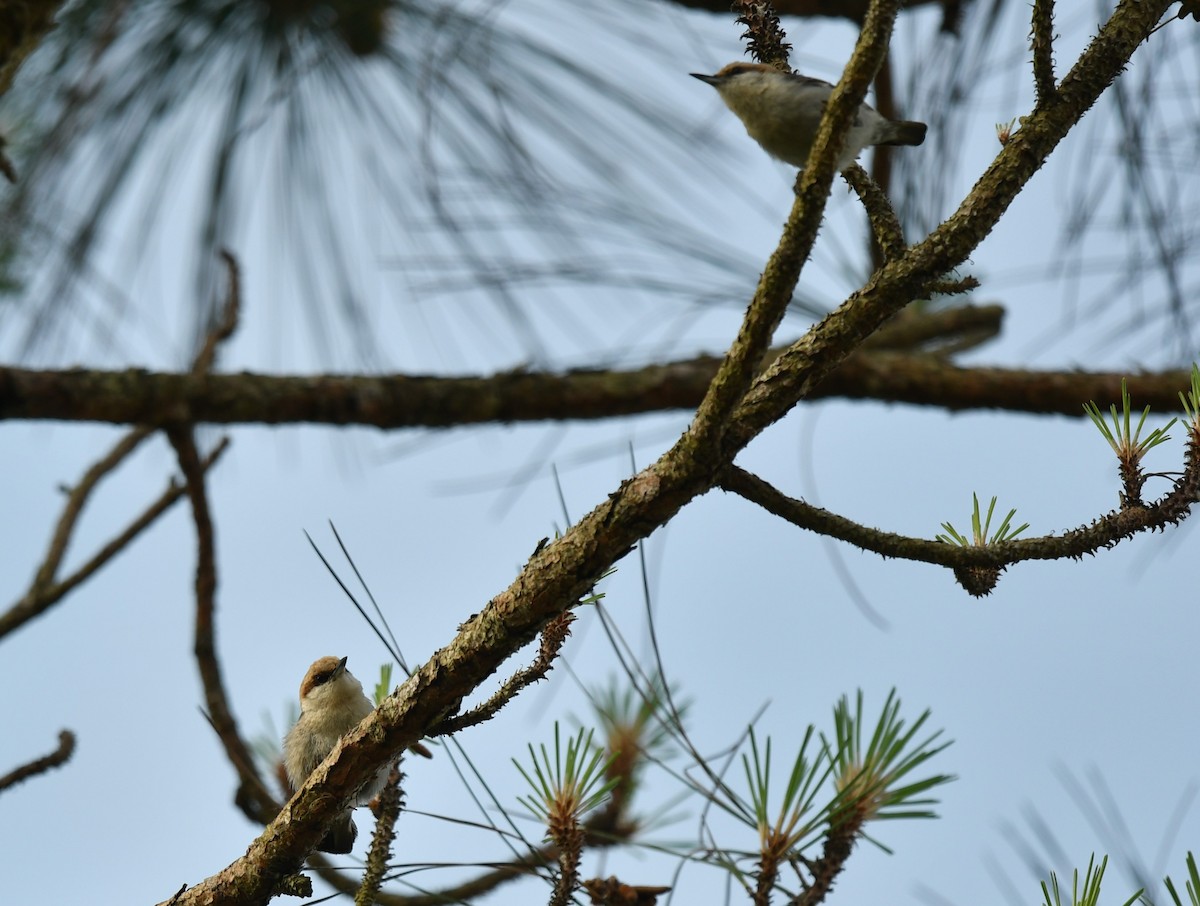 Brown-headed Nuthatch - ML634606025