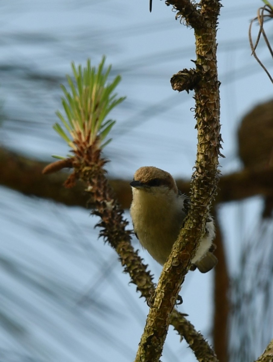Brown-headed Nuthatch - ML634606029