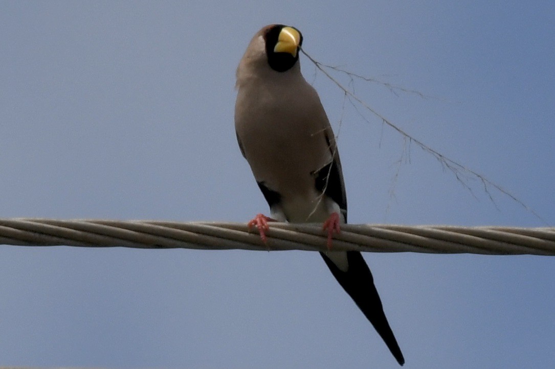 Masked Finch - ML634606145