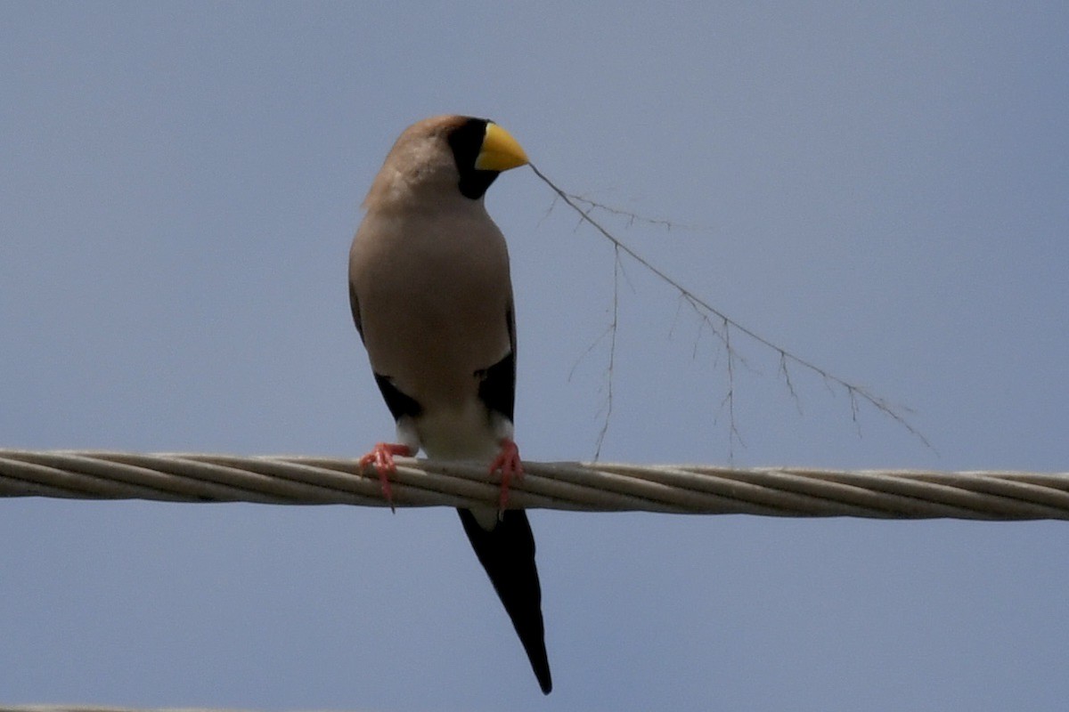 Masked Finch - ML634606157