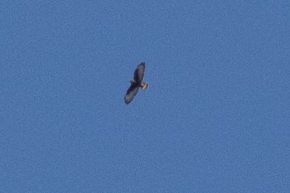 Broad-winged Hawk - ML634606162