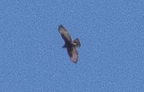 Broad-winged Hawk - ML634606163