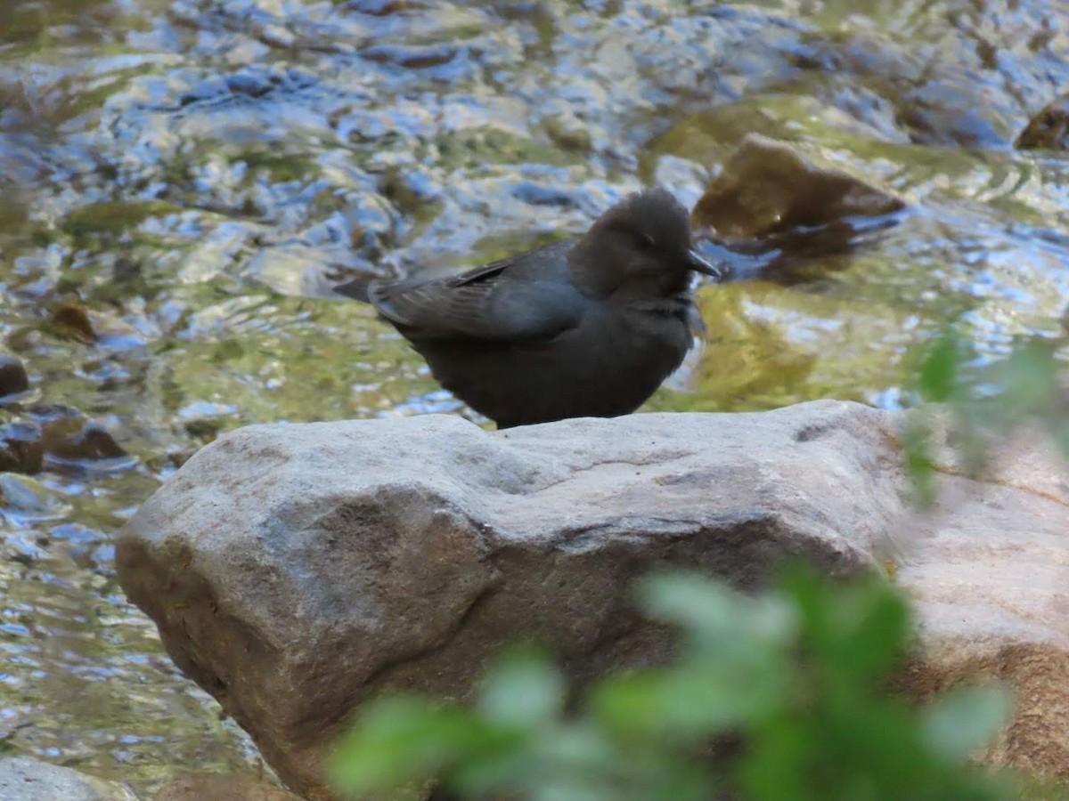 American Dipper - ML634606224
