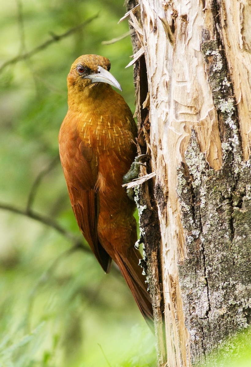 Great Rufous Woodcreeper - ML634606413