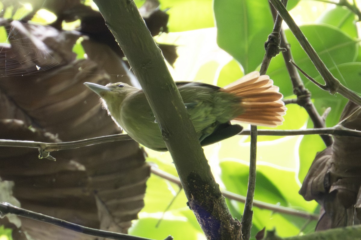 Russet Antshrike - ML634606462