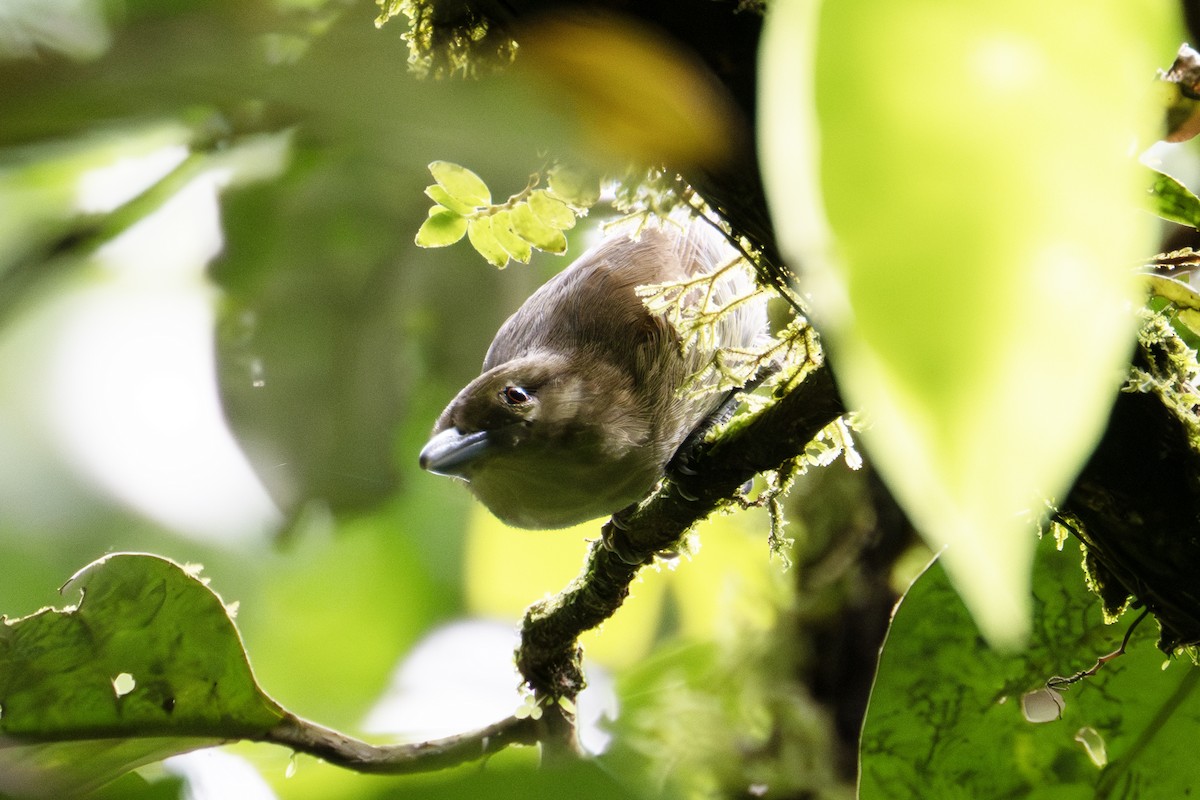 Russet Antshrike - ML634606463