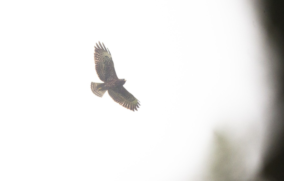Short-tailed Hawk - ML634606500