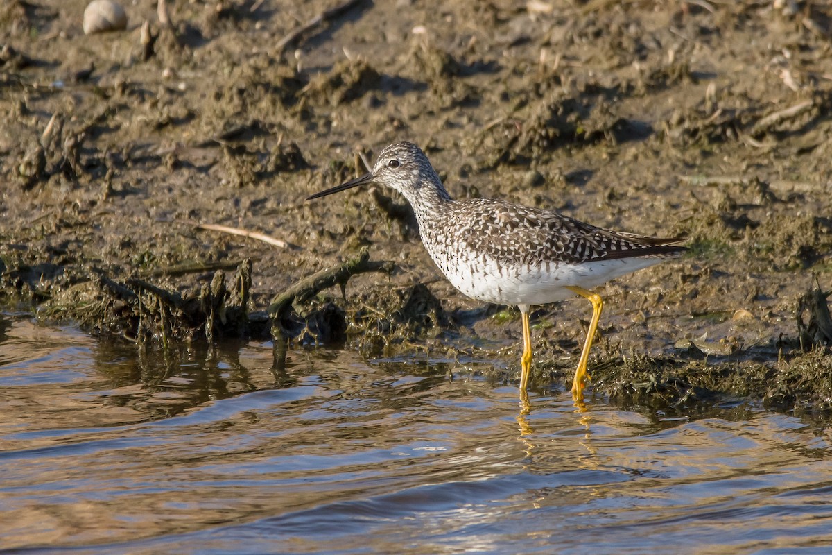 小黃腳鷸 - ML634606518
