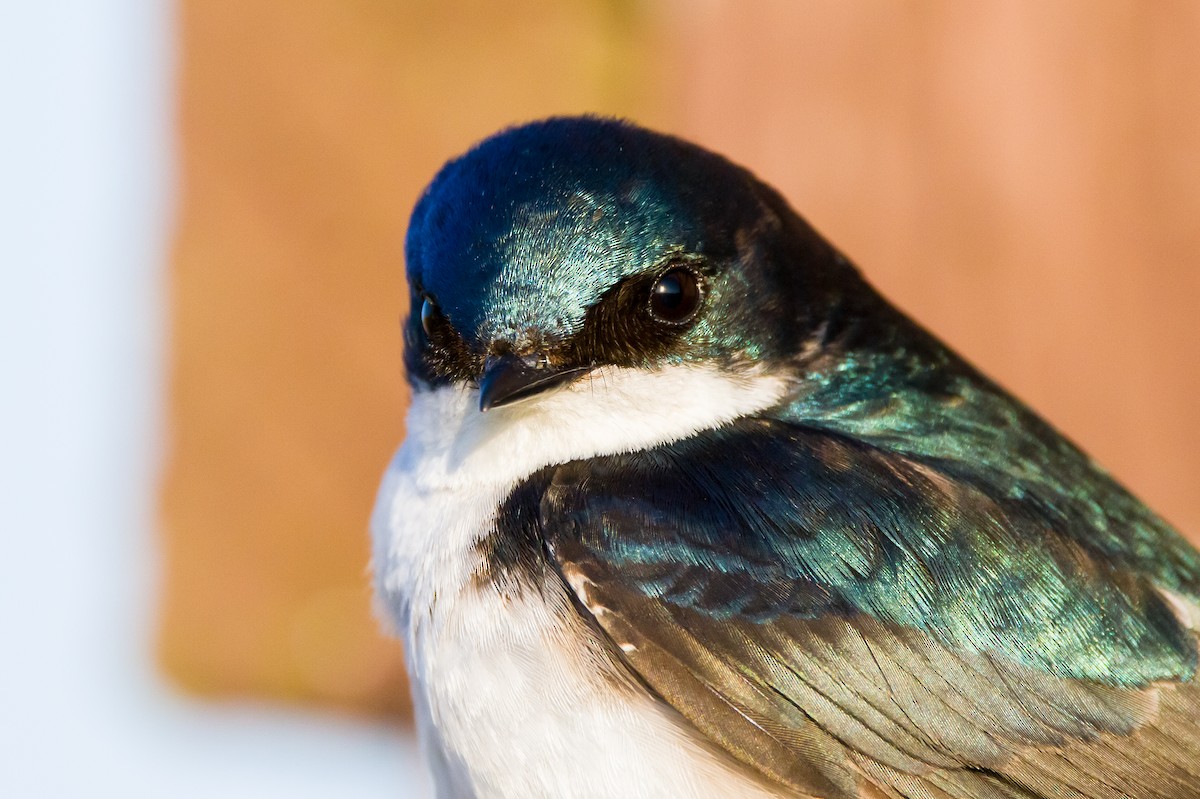 Tree Swallow - ML634606527