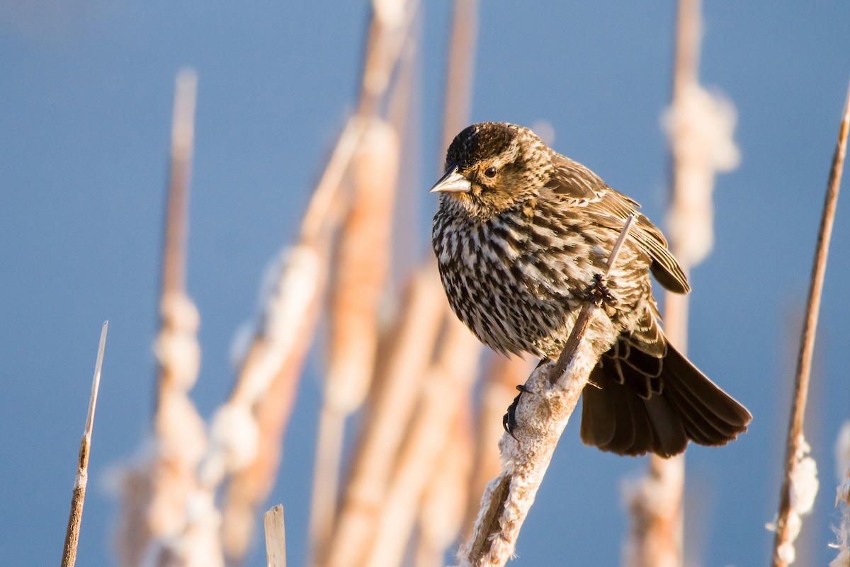 Red-winged Blackbird - ML634606532