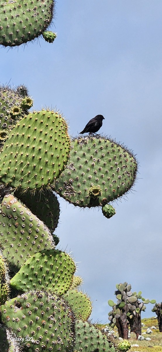 Common Cactus-Finch - ML634606557