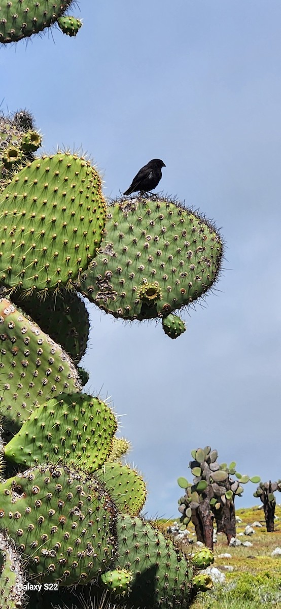 Common Cactus-Finch - ML634606558