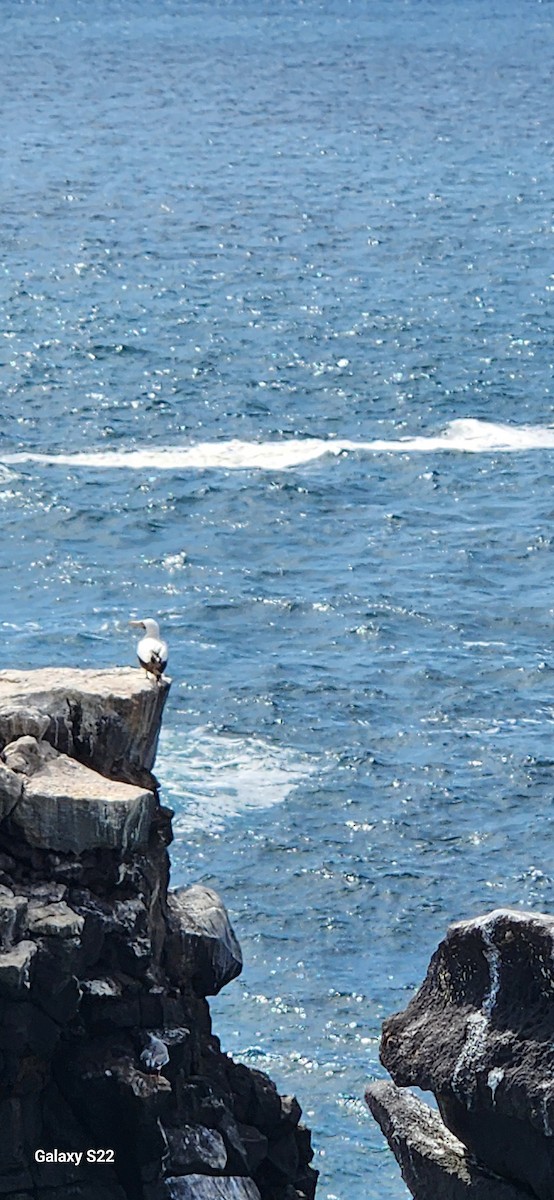 Nazca Booby - ML634606592
