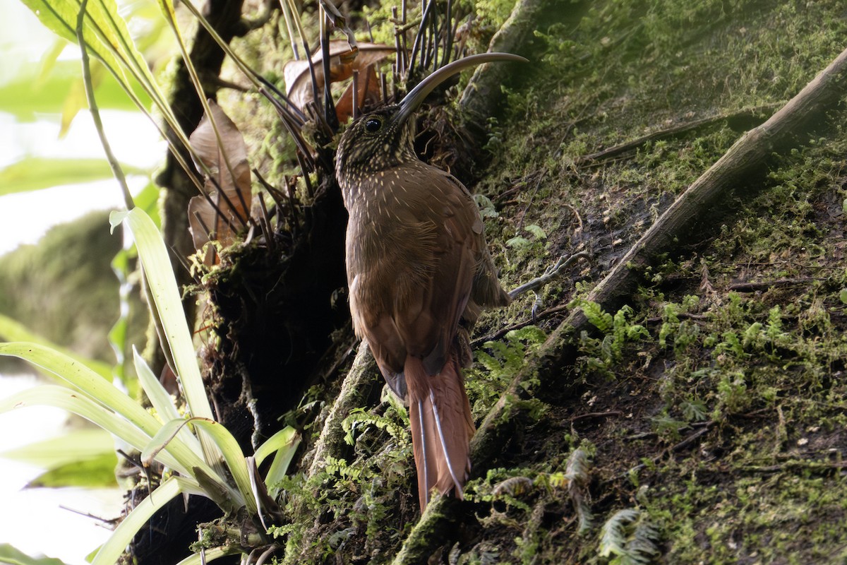 Brown-billed Scythebill - ML634606692