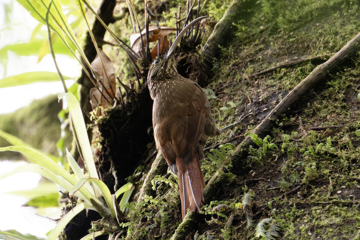 Brown-billed Scythebill - ML634606693