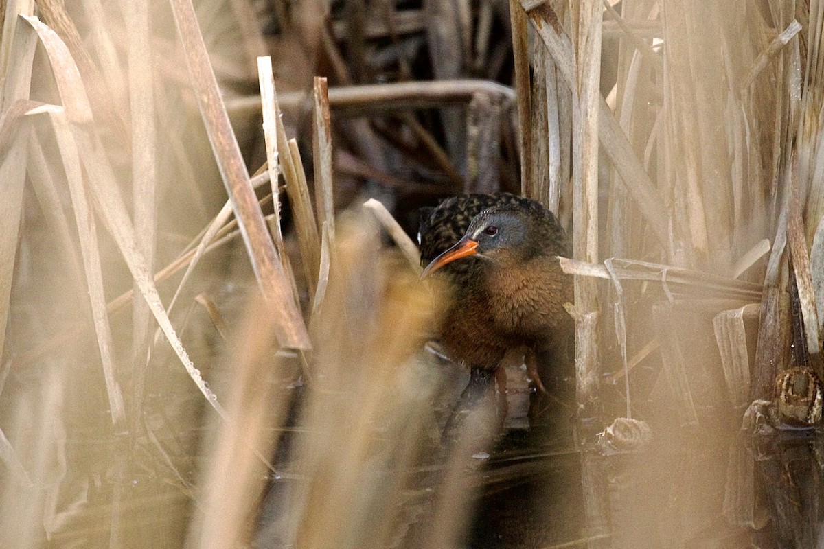 Virginia Rail - ML634606717