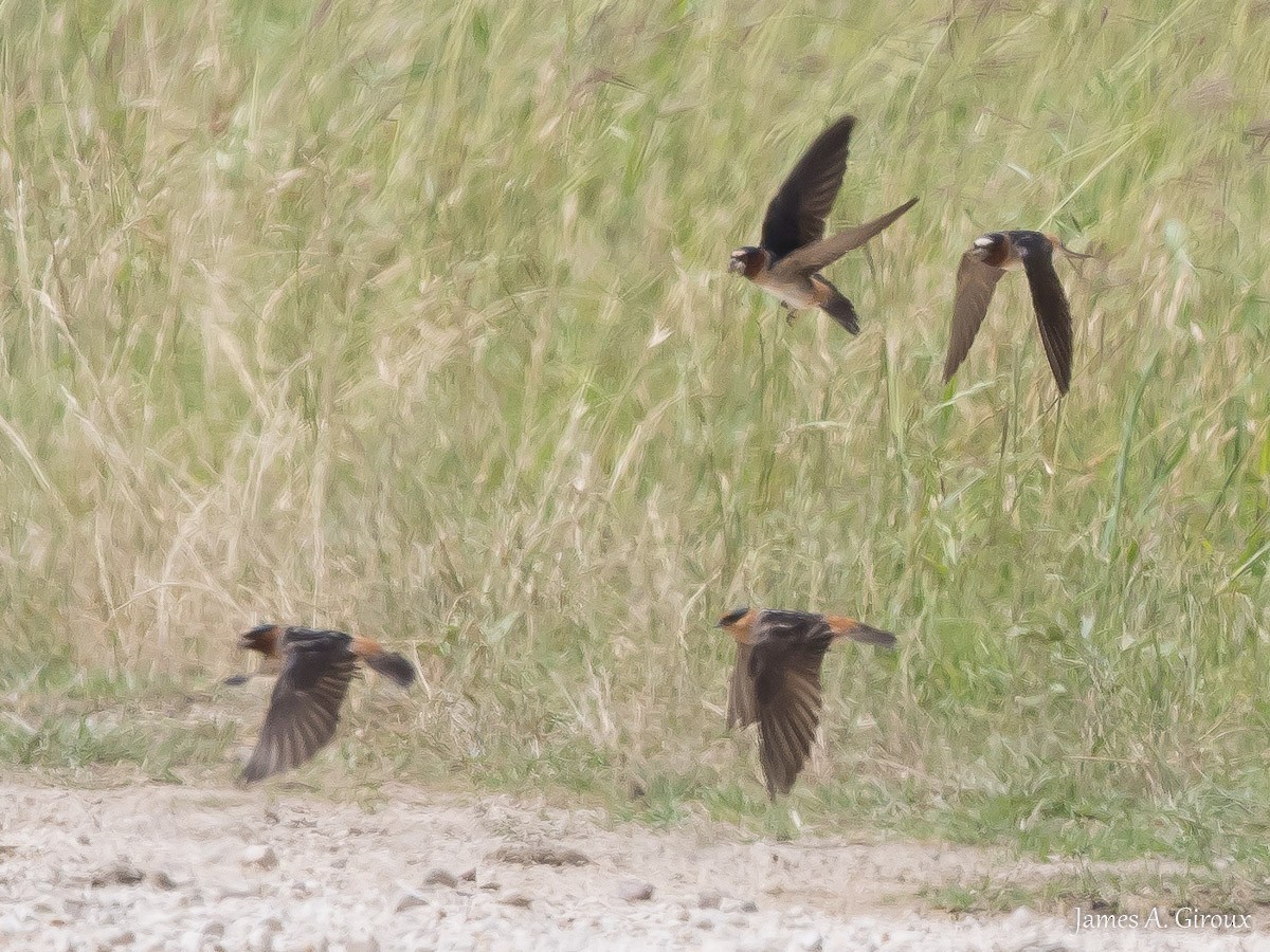 Cave Swallow - ML634606721