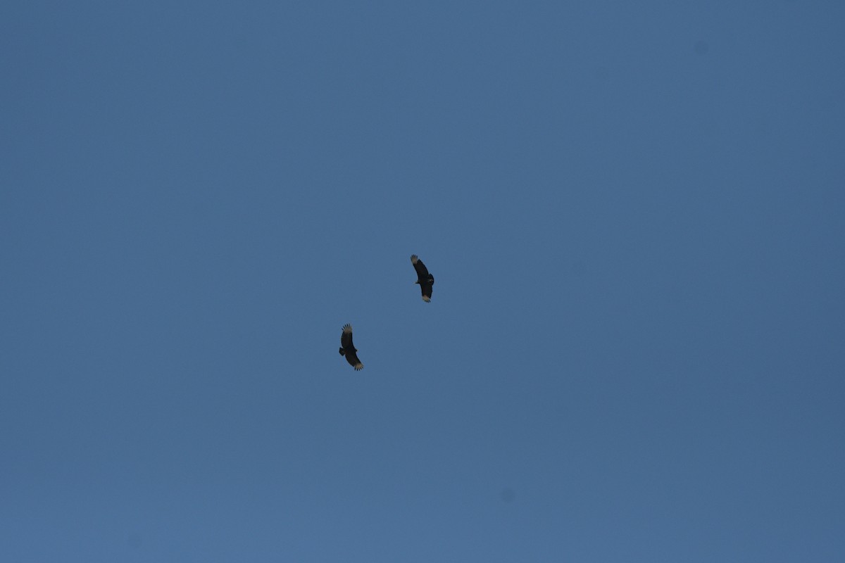 Black Vulture - ML634606732