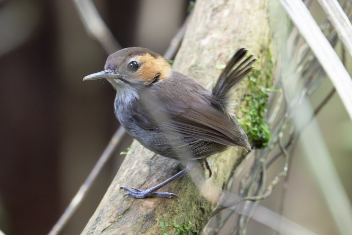 Tawny-faced Gnatwren - ML634606738