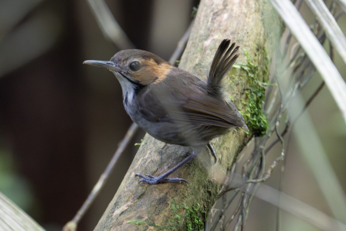 Tawny-faced Gnatwren - ML634606739