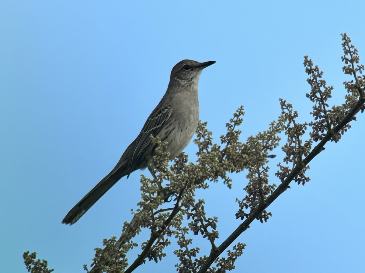 Bahama Mockingbird - ML634606793