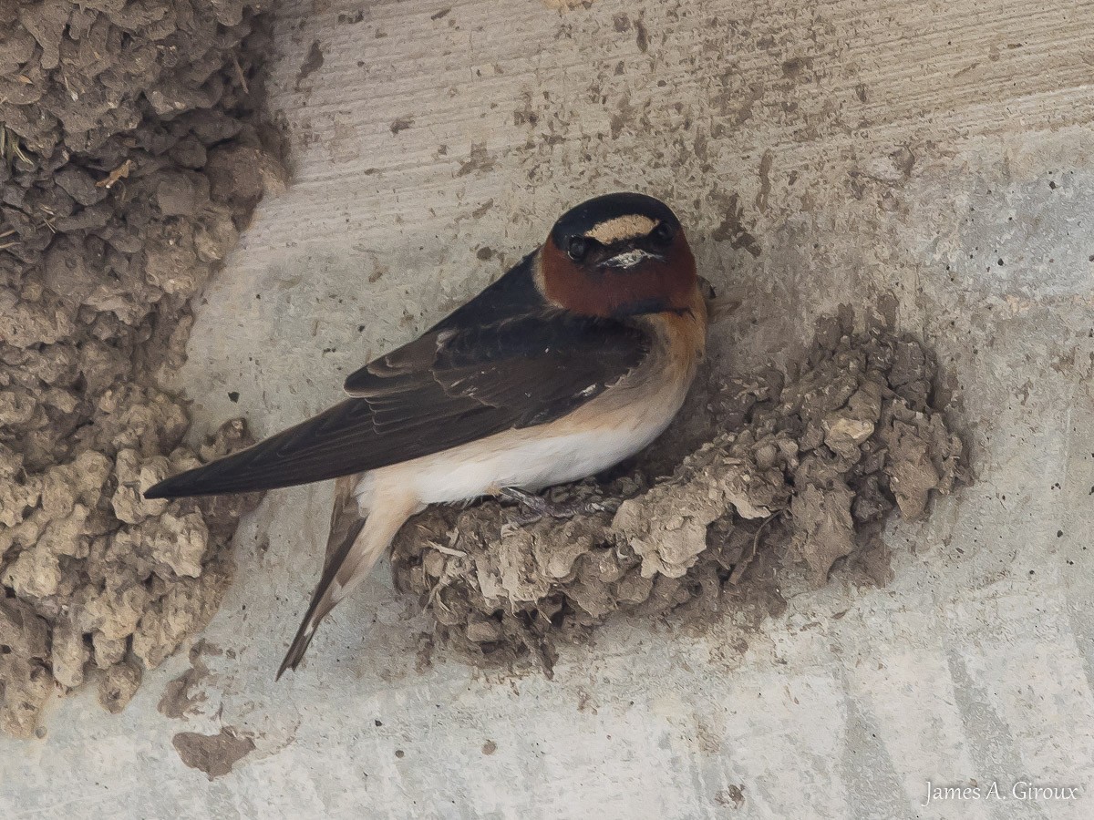 Cliff Swallow - ML634606810