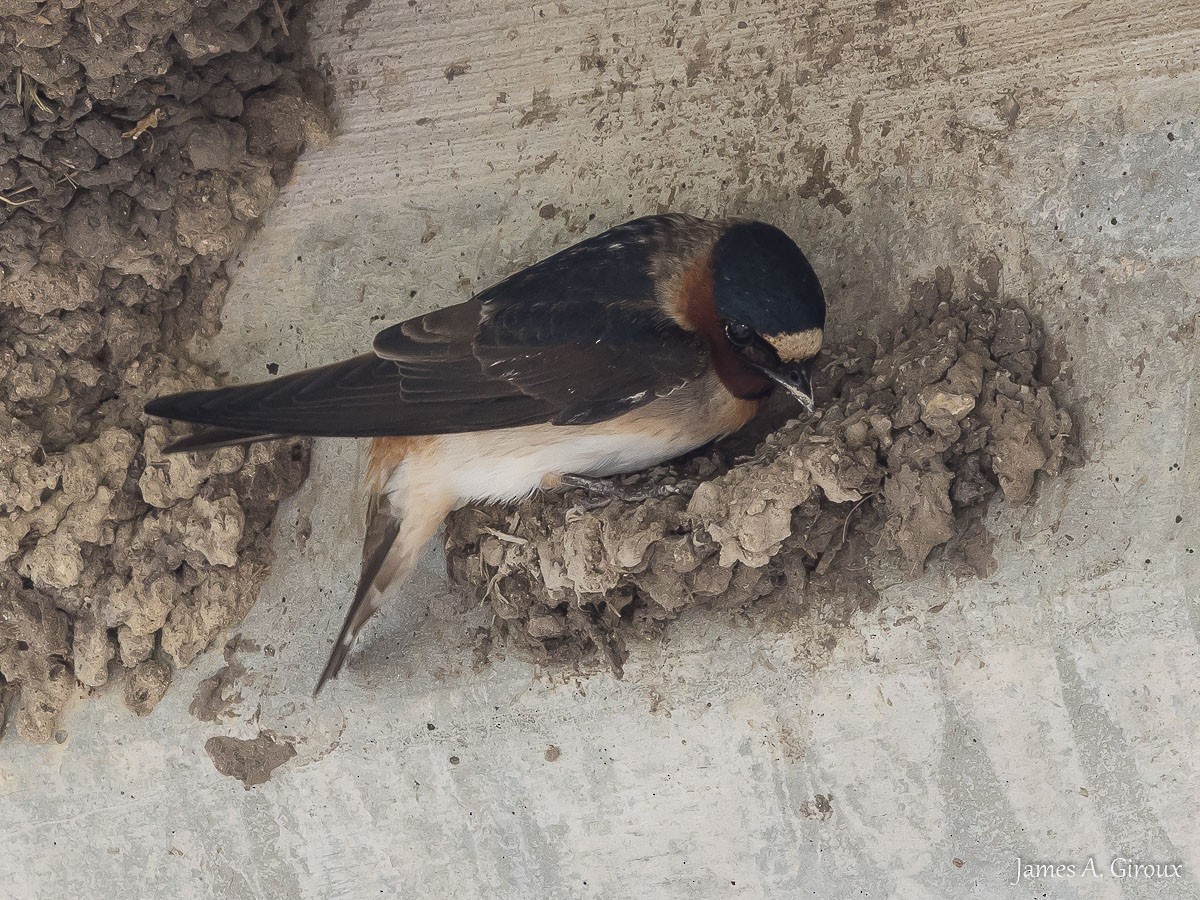 Cliff Swallow - ML634606811