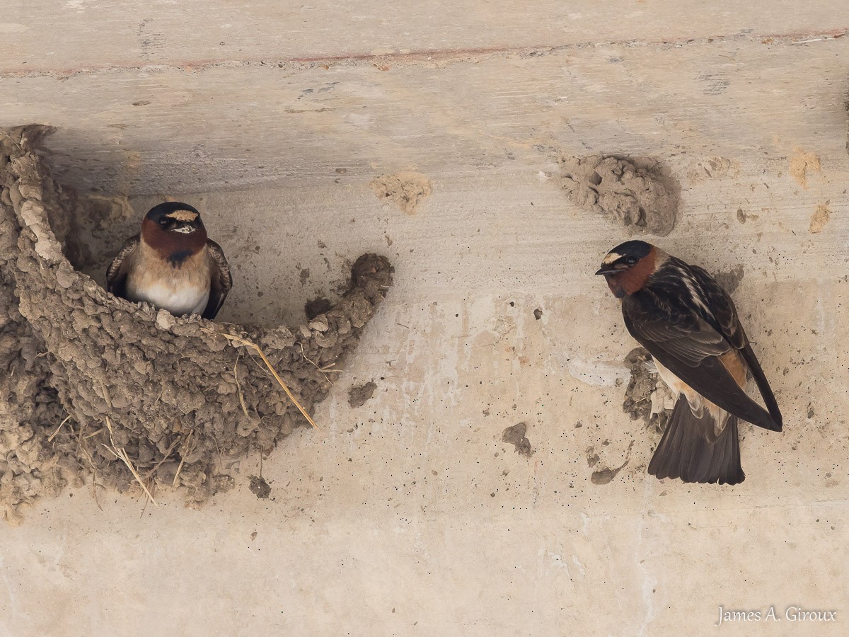 Cliff Swallow - ML634606812