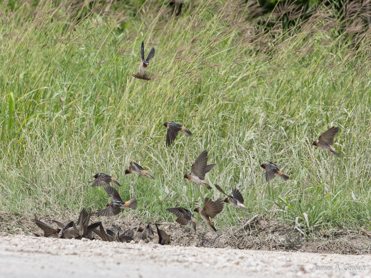 Cliff Swallow - ML634606813