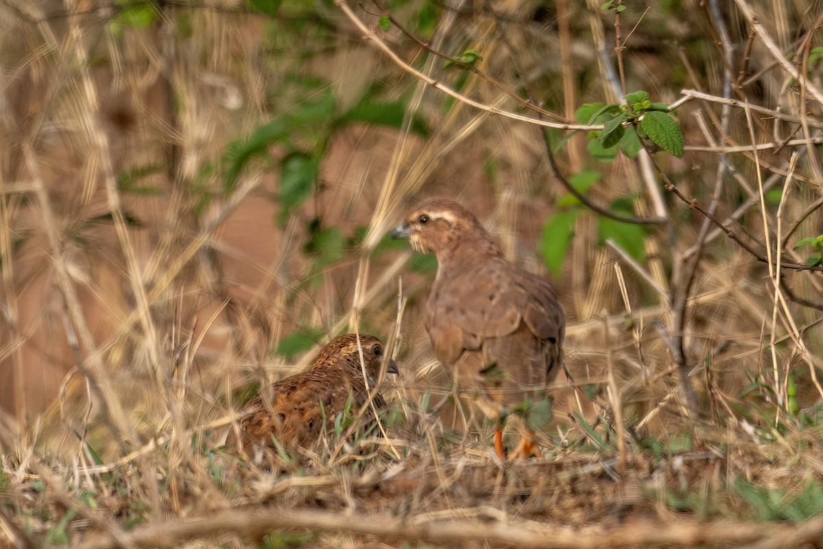 Perdicilla Argundá - ML634606834