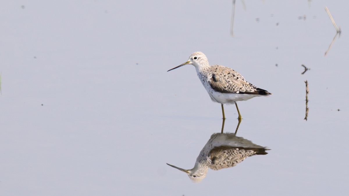 Marsh Sandpiper - ML634606866