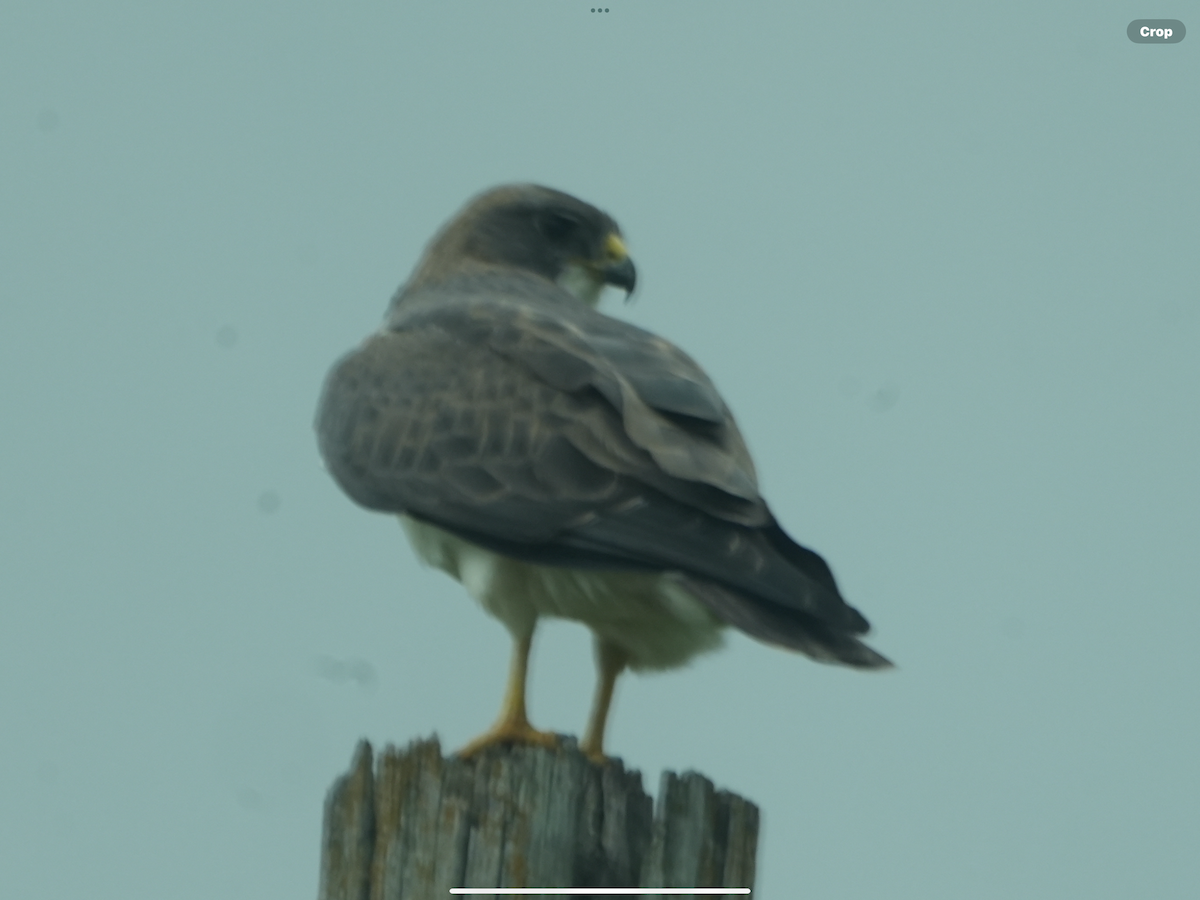Swainson's Hawk - ML634606918