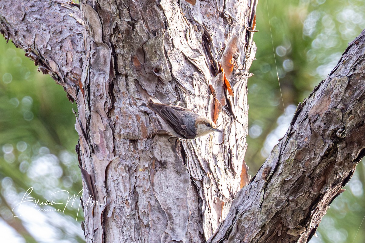 Brown-headed Nuthatch - ML634606957