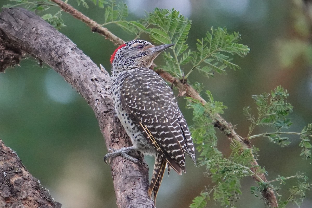 Nubian Woodpecker - ML634606987
