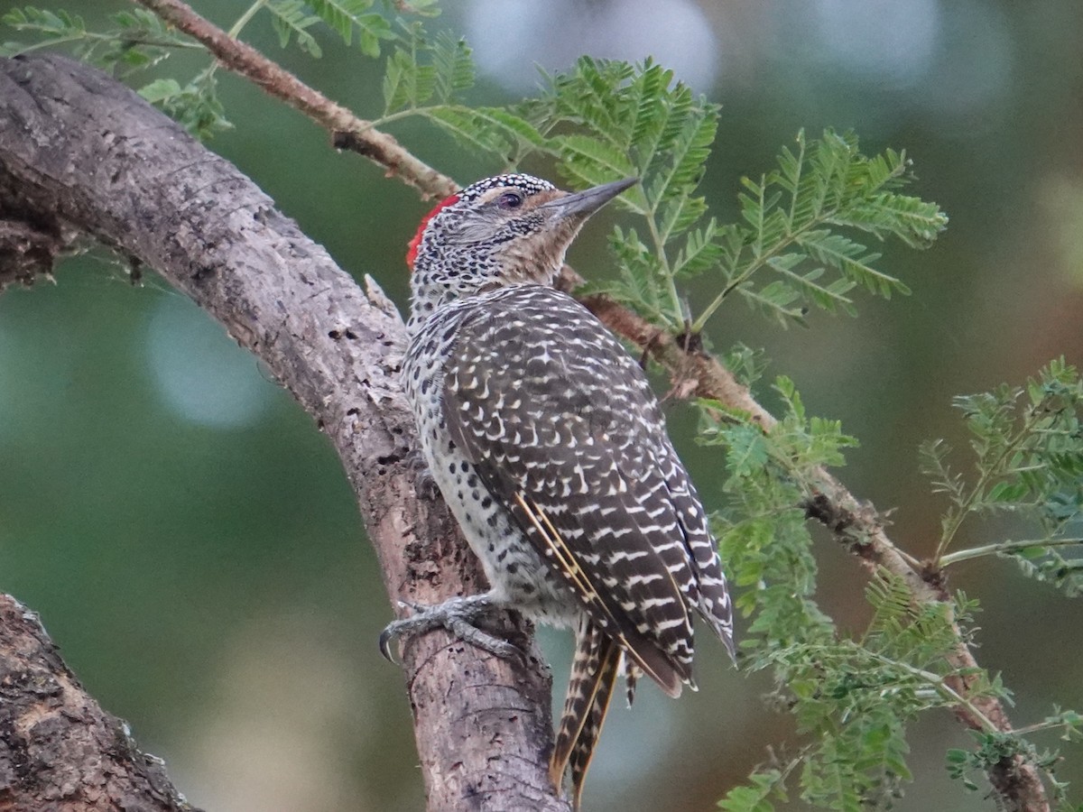 Nubian Woodpecker - ML634606989