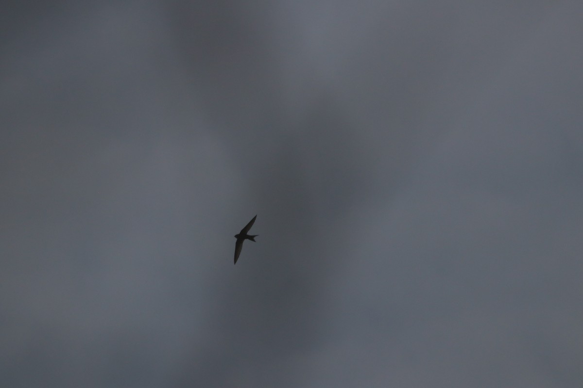 swift sp. - ML634607053