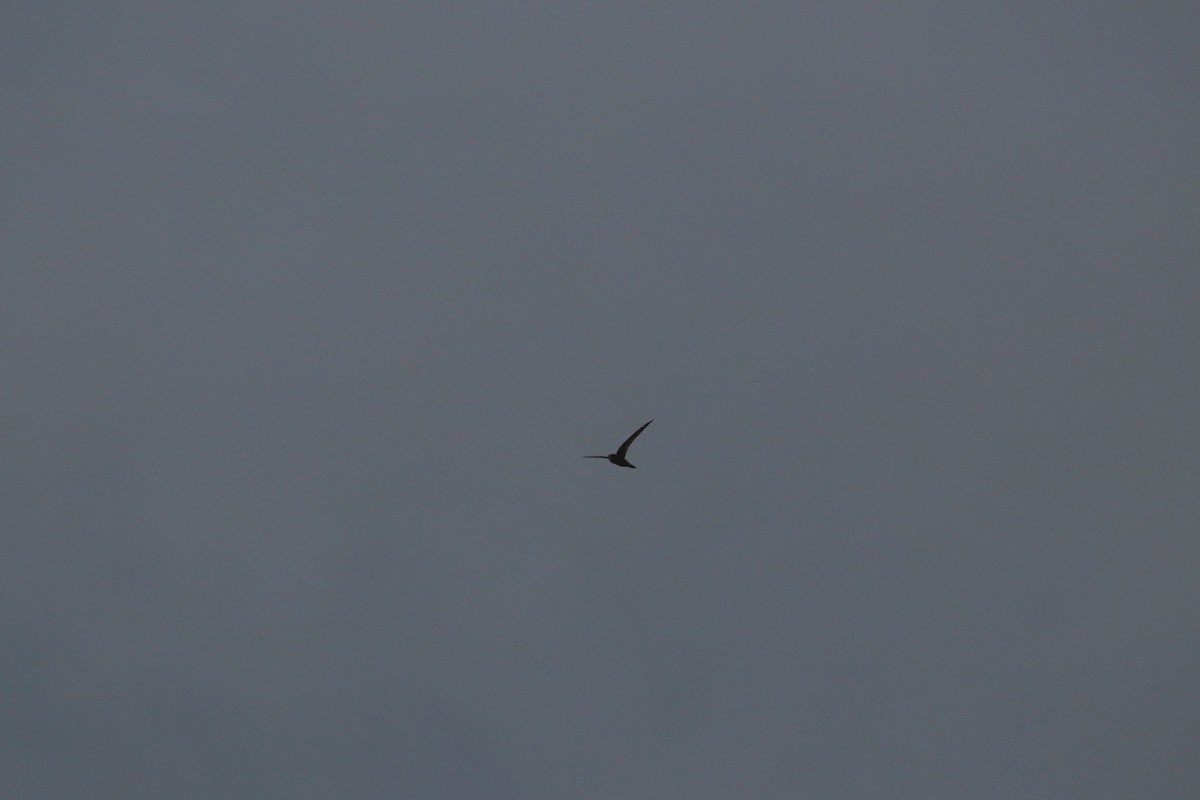 swift sp. - ML634607054