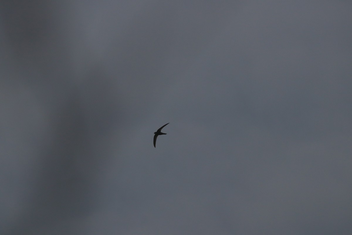 swift sp. - ML634607055