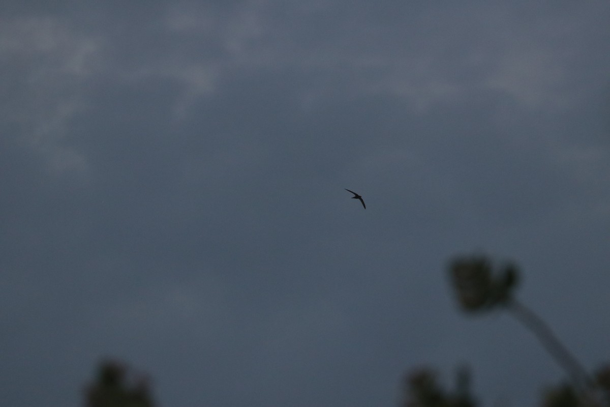 swift sp. - ML634607058