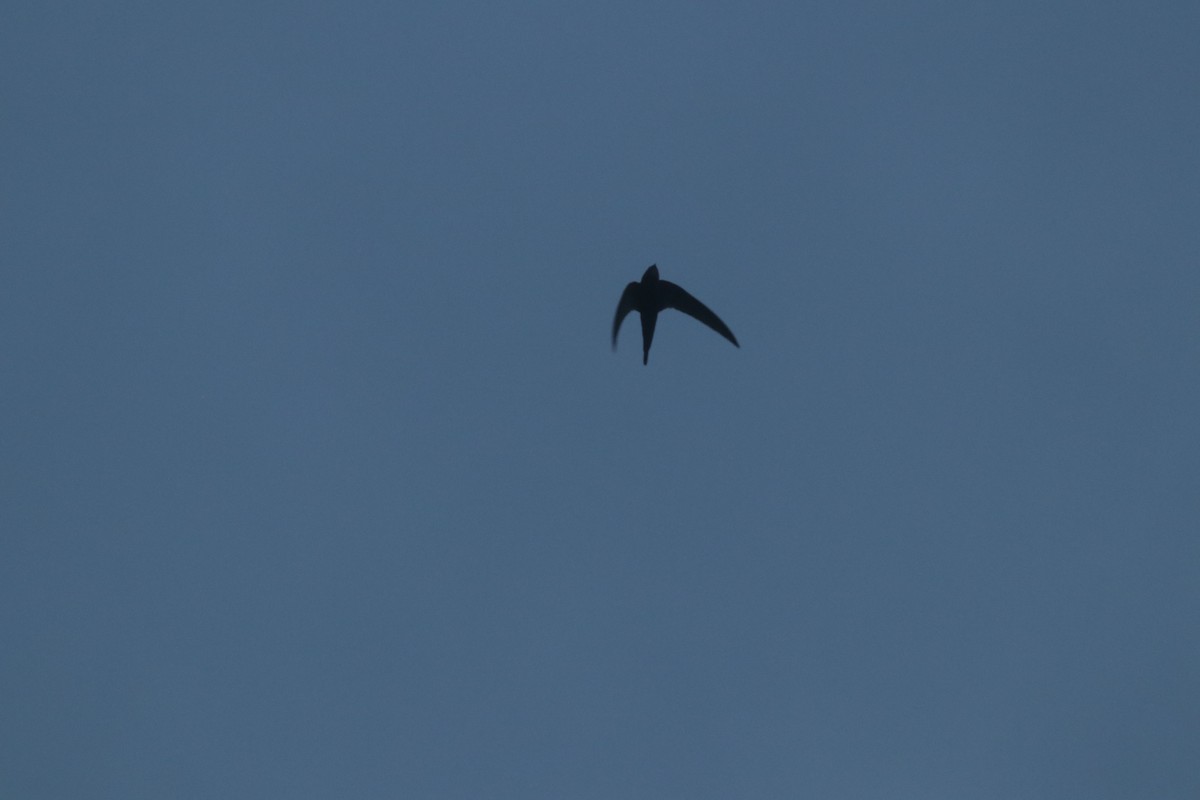 swift sp. - ML634607059