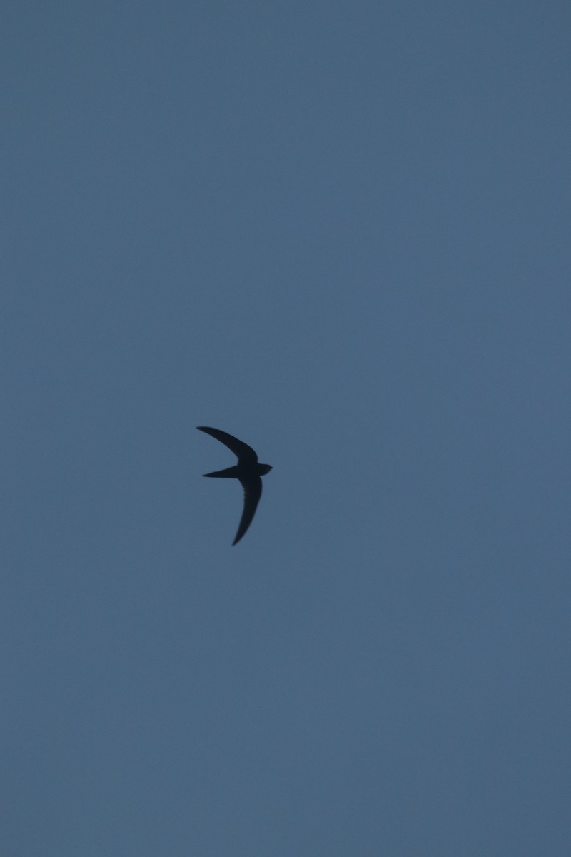 swift sp. - ML634607060