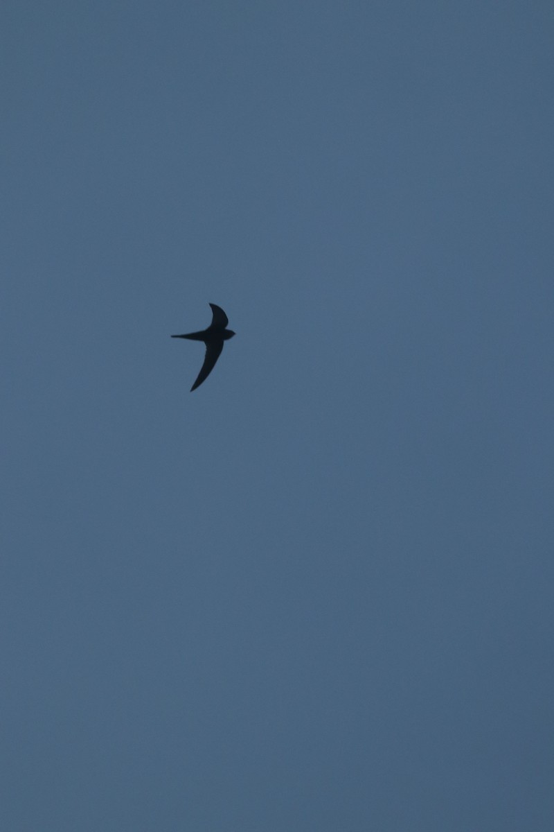 swift sp. - ML634607061
